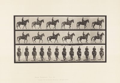 Walking; Saddle; Irregular; Brown Mare Beauty by Eadweard Muybridge