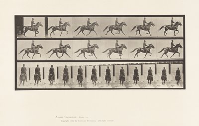 Rocking (Pacing): Saddle; Brown Horse Pronto (Plate 592) by Eadweard Muybridge