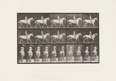 Trotting; Saddle; Ride, 43, Wide, Light-Gray Horse Smith (Plate 603) by Eadweard Muybridge