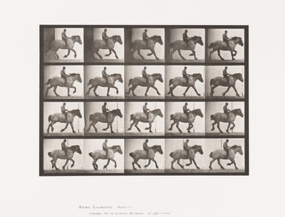 Canter: Bareback; Dark-Gray Belgian Horse Hansel by Eadweard Muybridge