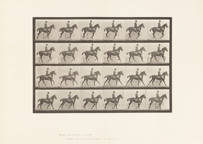 Canter; Saddle; Bay Horse Daisy (Plate 616) by Eadweard Muybridge