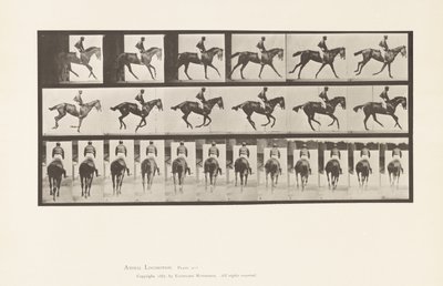 Canter; Saddle; Thoroughbred Bay Mare Annie 6 (Plate 620) by Eadweard Muybridge
