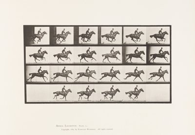 Gallop; Thoroughbred Bay Horse Bouquet (Plate 625) by Eadweard Muybridge