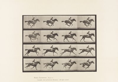 Gallop; Thoroughbred Bay Mare Annie G. (Plate 626) by Eadweard Muybridge