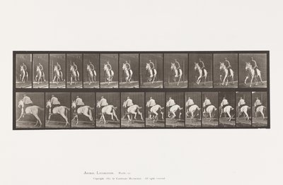 Gallop; Saddle; Gray Mare Pandora (Plate 630) by Eadweard Muybridge