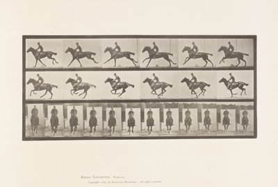 Gallop; Saddle; Thoroughbred Bay Horse Bouquet (Plate 631) by Eadweard Muybridge