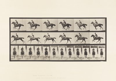 Gallop; Saddle; Thoroughbred Bay Horse Bouquet (Plate 632) by Eadweard Muybridge