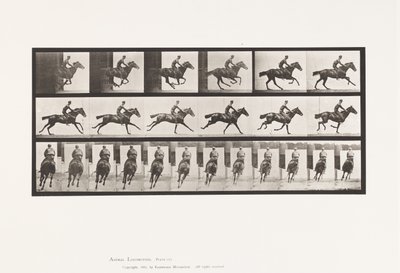 Gallop; Saddle; Thoroughbred Bay Horse Bouquet by Eadweard Muybridge