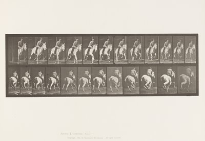 Gallop; Saddle; Gray Mare, Pandora (Plate 635) by Eadweard Muybridge