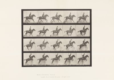 Jumping a Hurdle; Saddle; Preparing for the Leap (Plate 636) by Eadweard Muybridge