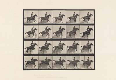 Jumping a Hurdle; Saddle; Bay Horse Daisy (Plate 638) by Eadweard Muybridge