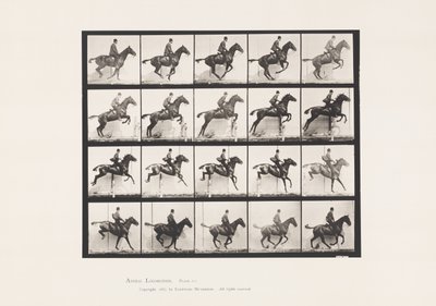 Plate 640. Jumping a Hurdle; Saddle; Bay Horse Daisy by Eadweard Muybridge