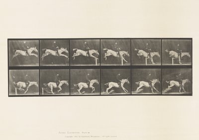 Plate 641. Jumping a Hurdle; Saddle; Knocking Over Hurdle by Eadweard Muybridge
