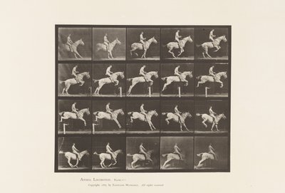 Plate 642. Jumping a Hurdle; Saddle; Rider, 105, Nude; Gray Mare, 1885 by Eadweard Muybridge