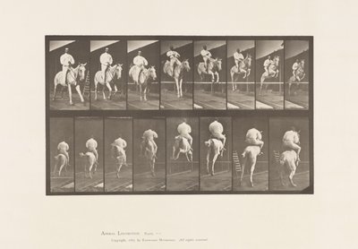 Jumping a Hurdle; Saddle; Clearing and Landing by Eadweard Muybridge