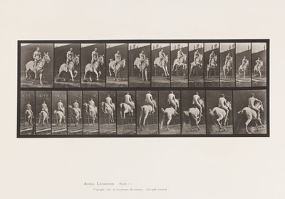 Jumping a Hurdle; Saddle; Rider, Nude by Eadweard Muybridge