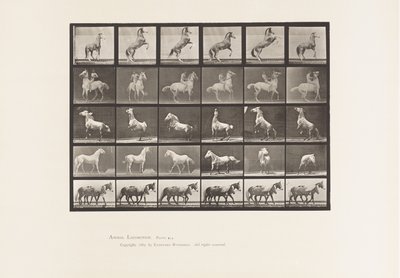 Horses Rearing by Eadweard Muybridge