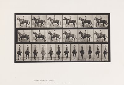 Plate 654. Walking; Saddle; Lame, Right Front Foot; Horse-Buckskin by Eadweard Muybridge