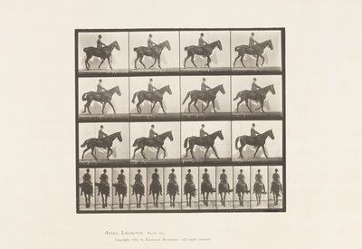 Walking; Saddle; Spavin, Right Hind Leg; Horse by Eadweard Muybridge