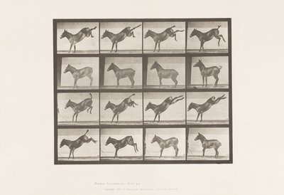 Plate 658. Mule; A, Kicking; B, Kicking by Eadweard Muybridge