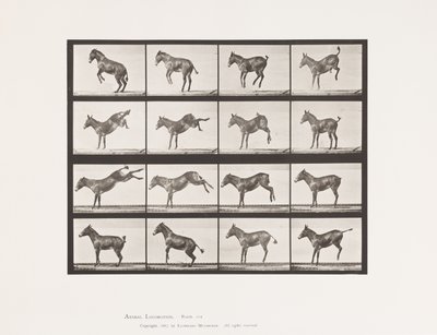 Mule; A, B, Bucking and Kicking; Ruth by Eadweard Muybridge