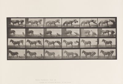 Plate 663. Mule; Refractory Animal Denver by Eadweard Muybridge