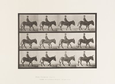Plate 665. Ass; Walking; Bareback; a Boy Riding, Jennie by Eadweard Muybridge