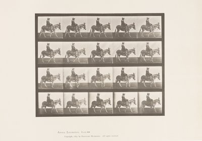 Plate 666. Ass; Walking; Saddle; A Girl Riding, Zoo by Eadweard Muybridge