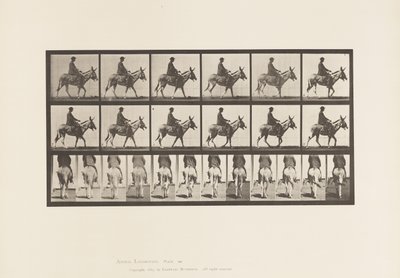 Plate 667. Ass; Walking; Saddle; A Boy Riding, Zoo by Eadweard Muybridge
