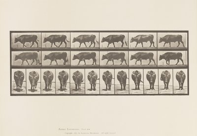 Plate 670. Ox; Walking by Eadweard Muybridge