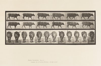 Plate 671. Ox; Walking by Eadweard Muybridge
