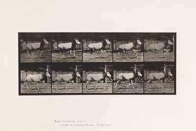Plate 680. Oryx; Galloping by Eadweard Muybridge