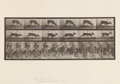 Plate 681. Virginia Deer; Buck Walking by Eadweard Muybridge