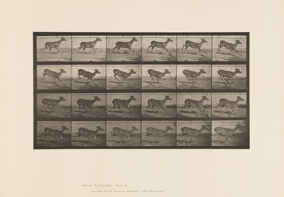 Plate 683. Virginia Deer; No Antlers; Buck; Galloping by Eadweard Muybridge