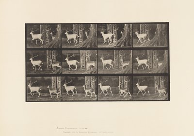 Plate 685. Fallow Deer; Buck and Doe; Trotting by Eadweard Muybridge