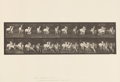Plate 688. Fallow Deer; Buck and Group of Does; Galloping by Eadweard Muybridge