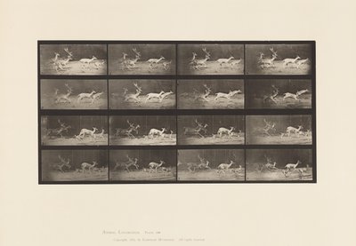 Plate 689. Fallow Deer; Buck and Group of Does; Galloping by Eadweard Muybridge