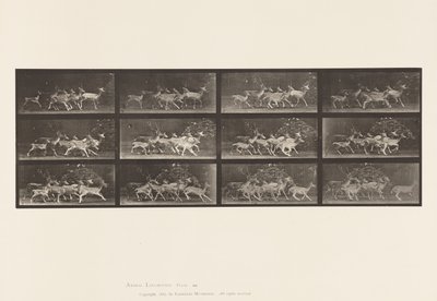 Fallow Deer; Buck and Group of Does; Various Movements (Plate 690) by Eadweard Muybridge