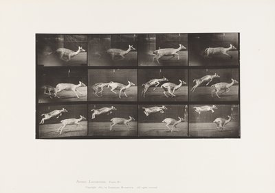 Plate 691. Fallow Deer; Doe; Galloping; Kid; Jumping by Eadweard Muybridge