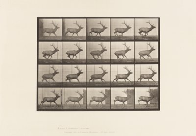 Elk, Galloping (Plate 693) by Eadweard Muybridge