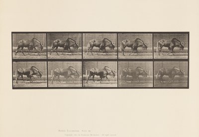 Gnu; Walking by Eadweard Muybridge
