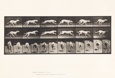 Plate 709. Dog; Galloping; White Racing Hound Maggie by Eadweard Muybridge