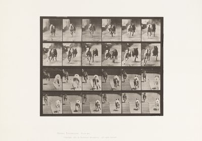 Dogs; Two Racing; A, B; Racing Hounds, Ike & Maggie (Plate 711) by Eadweard Muybridge