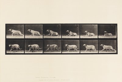 Dog; Aroused by a Torpedo; Mastiff-Smith (Plate 714) by Eadweard Muybridge