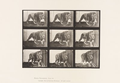 Lion; Walking by Eadweard Muybridge
