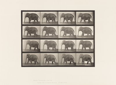 Plate 732. Elephant; Walking by Eadweard Muybridge