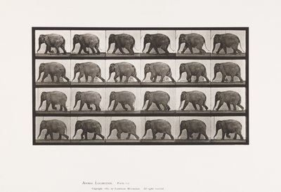 Plate 733. Elephant; Walking by Eadweard Muybridge