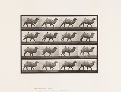 Bactrian Camel; Walking by Eadweard Muybridge