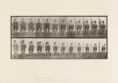 Plate 742. Bactrian Camel; Racking; Galloping by Eadweard Muybridge