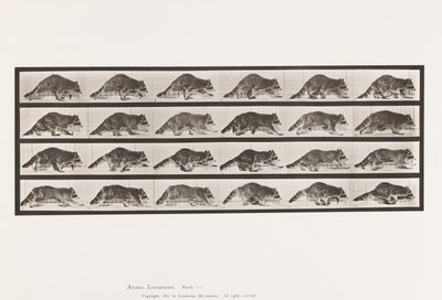 Plate 744. Raccoon; Walking; Change to Galloping by Eadweard Muybridge